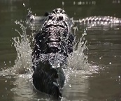 everglade airboat tours